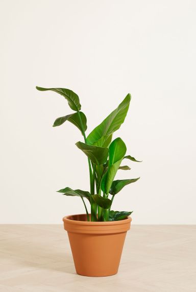 Strelitzia-nicolai-middelgroot-black-friday