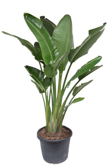 Strelitzia 1