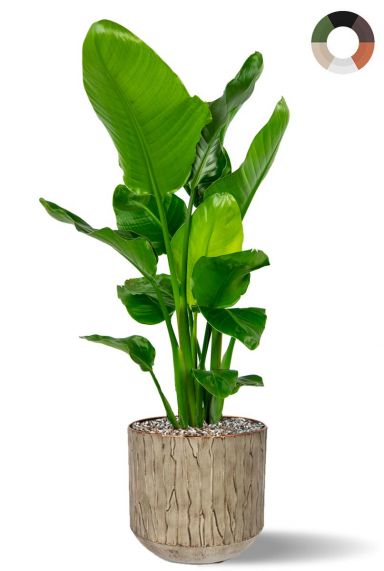 Strelitzia in beige bloempot