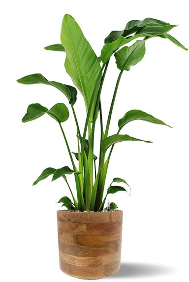 Strelitzia in bruin hout pot 1