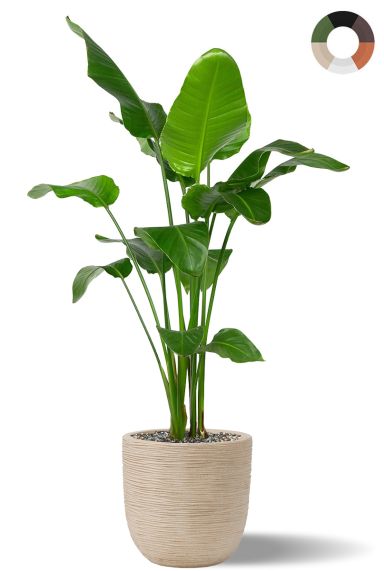 Strelitzia in capi waste pot