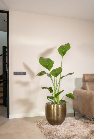 Strelitzia in fabio pot interieur
