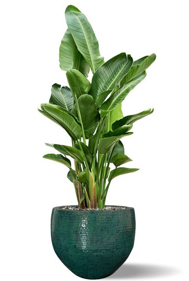 Strelitzia in grote pot