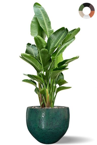 Strelitzia in grote pot 1