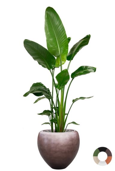 Strelitzia in luxe bronzen pot 1