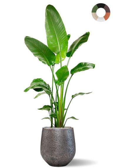 Strelitzia in mooie pot 3