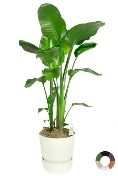 Strelitzia in witte pot 2 1