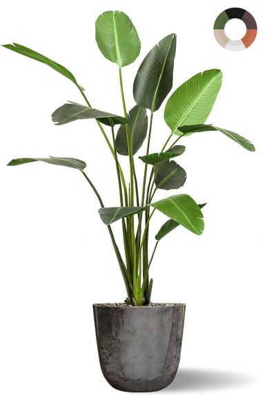 Strelitzia kunstplant in pot 1