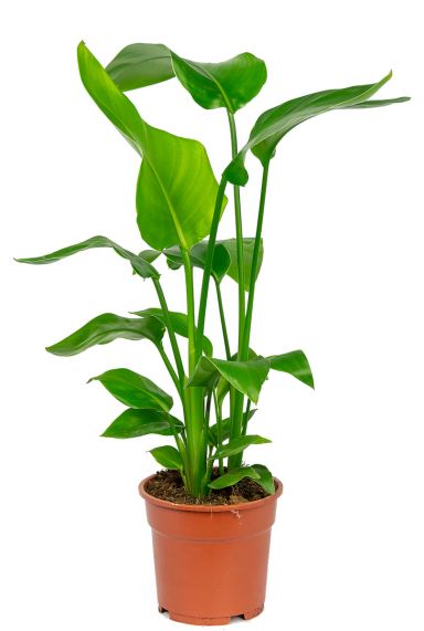 Strelitzia plant