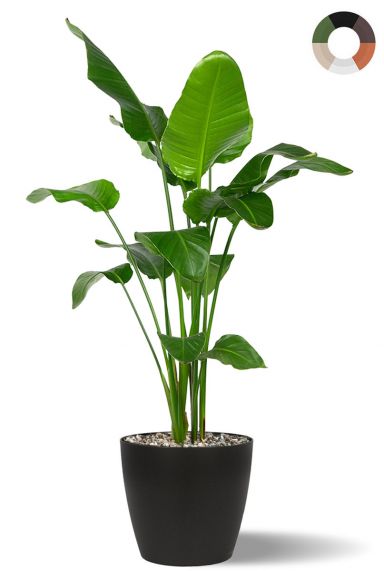 Strelitzia plant en bloempot