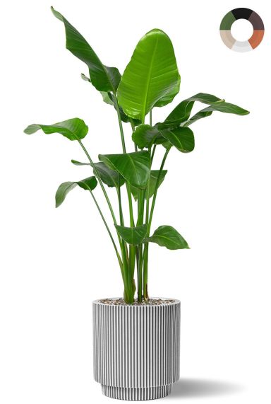 Strelitzia plant in pot 1 3