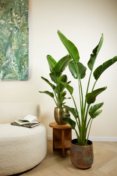 Strelitzia plant kopen p21