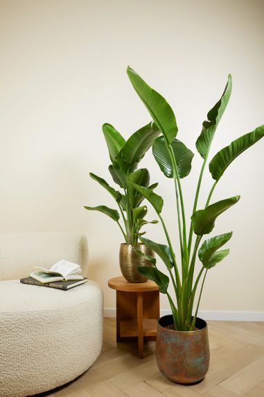 Strelitzia planten in bloempot 1