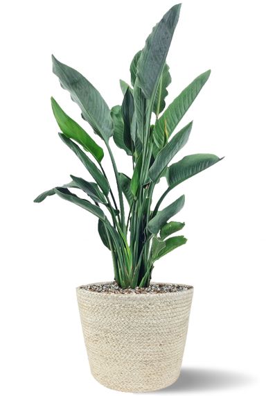 Strelitzia reginae in mand
