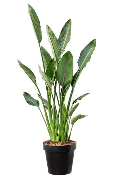 Strelitzia reginae plant 1
