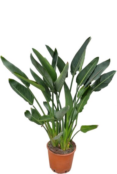 Strelitzia reginae planten