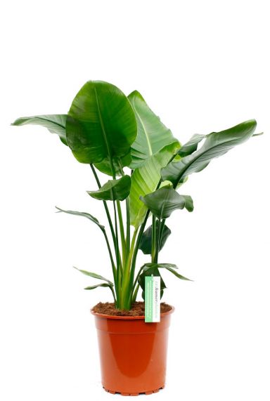 Plante d'intérieur Strelitzia