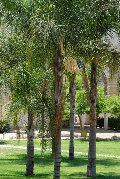 Syagrus romanzoffiana santa catarina tuinplant p20