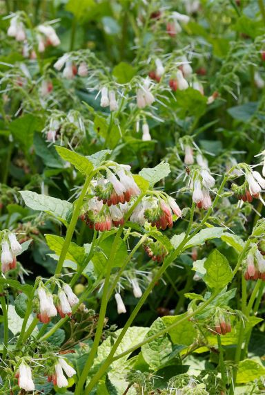 Symphytum grandiflorum tuinplant