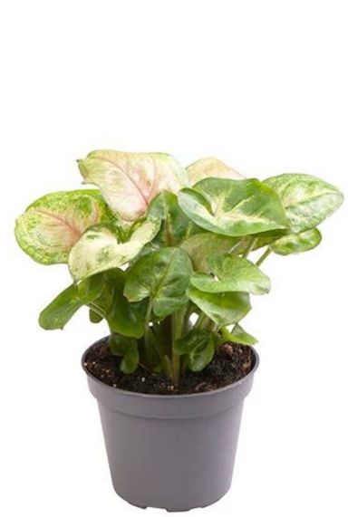 Syngonium berry