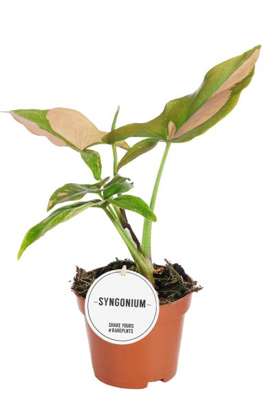 Syngonium pink splash plant