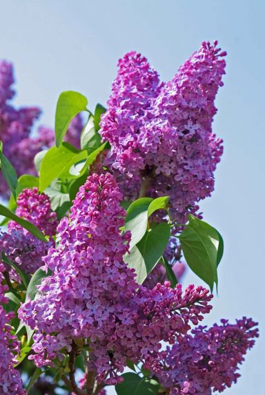 Syringa bloomerang dark purple tuinplant