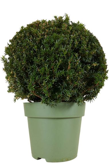 Taxus collection ball p33 1
