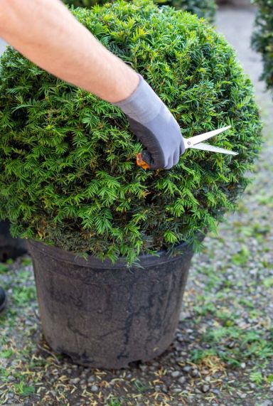 Taxus tuinplant bol