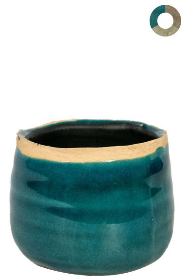 Ter-steege-iris-blauw-8cm 1