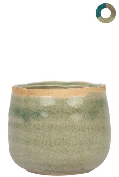 Ter-steege-iris-groen-8cm