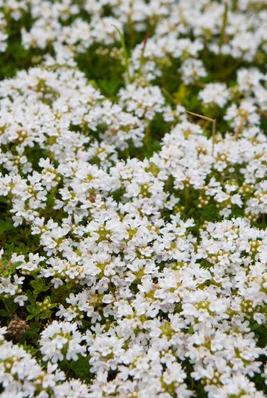 Thymus praecox albiflorus tuinplant