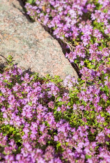 Thymus praecox red carpet tuinplant