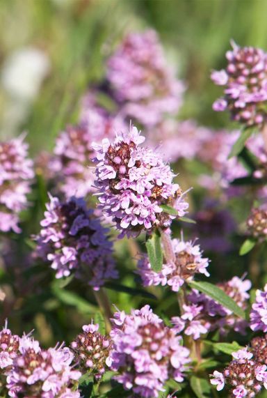Thymus vulgaris tuinplant 1