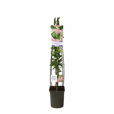 Trachelospermum asiaticum pink air 1177854