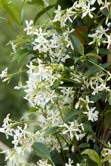 Trachelospermum jasminoides sfeerbeeld