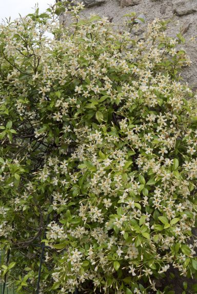 Trachelospermum jasminoides star of toscane tuinplant