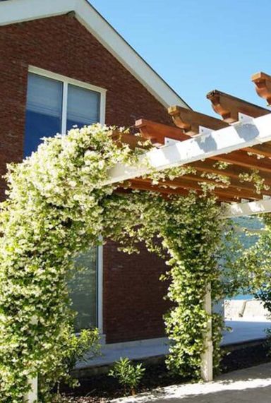 Trachelospermum jasminoides tuinplant 1