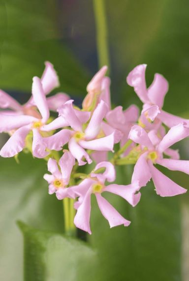 Trachelospermum pink air tuinplant