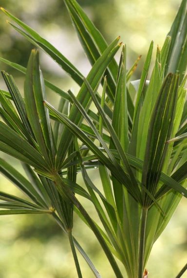 Trachycarpus fortunei frosty tuinplant p32 1