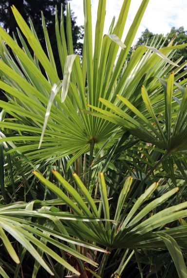Trachycarpus fortunei tuinplant