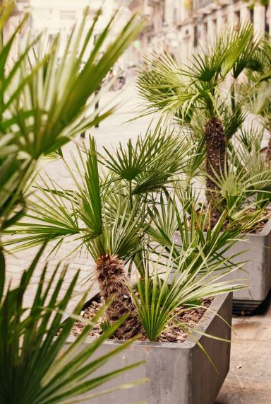 Trachycarpus fortunei tuinplant 6777