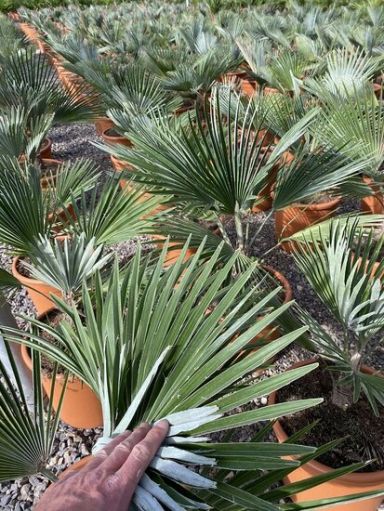 Trachycarpus princeps p26 tuinplanten