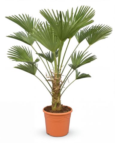 Trachycarpus wagnerianus