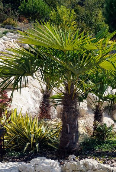 Trachycarpus wagnerianus p40 tuinplant 2
