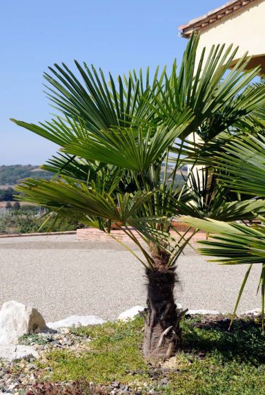 Trachycarpus wagnerianus tuinplant p35