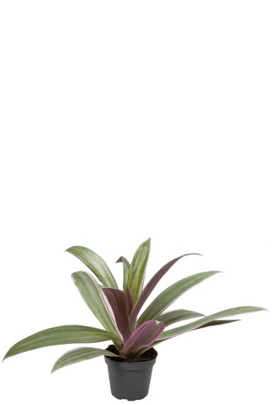 Tradescantia spathacea