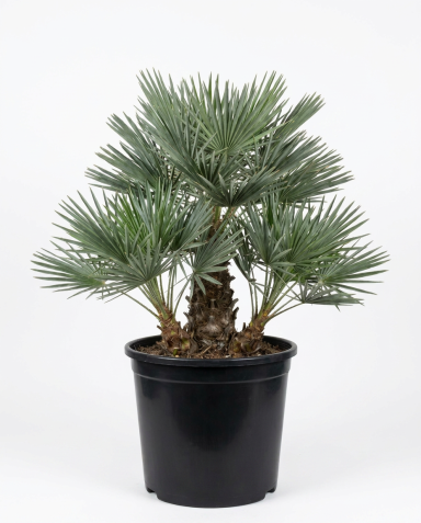 Trithrinax campestris p50 - 01