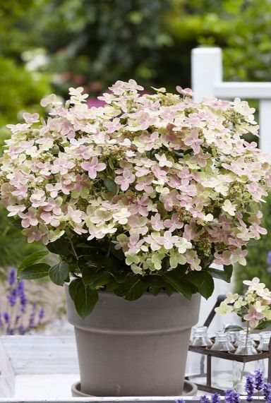 Tuinplant hydrangea paniculata ophelia