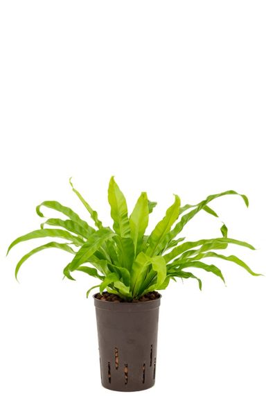 Varen asplenium antiquum hydrocultuur