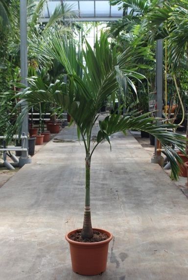 Veitchia palmen